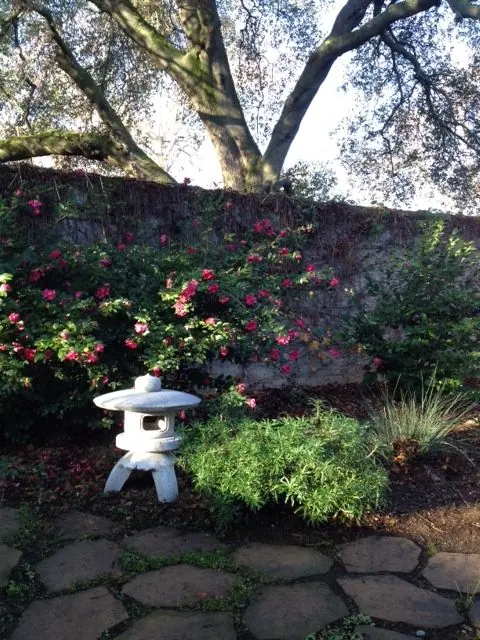 Kodai Maru in garden of Miki F in Folsom CA