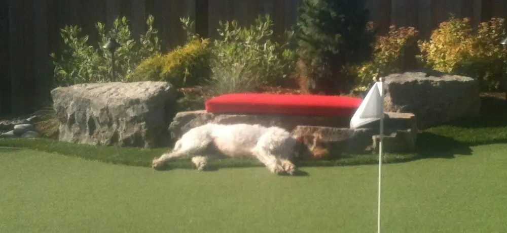 Our dog, Doc, loves to sleep next to this boulder!