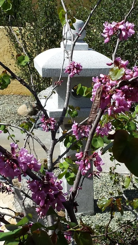 Spano garden