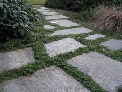 Silver stepstone with steppable groundcover