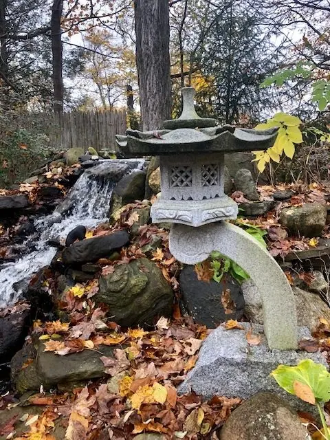 Rankei nestled in Fall leaves - Justin W