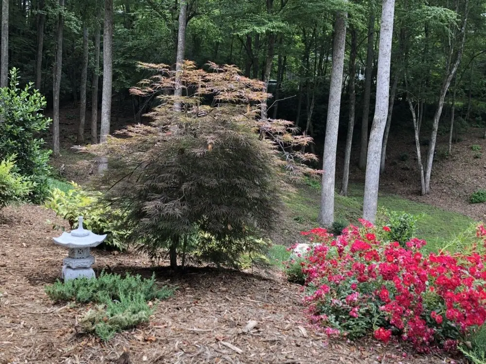 J Kelly garden