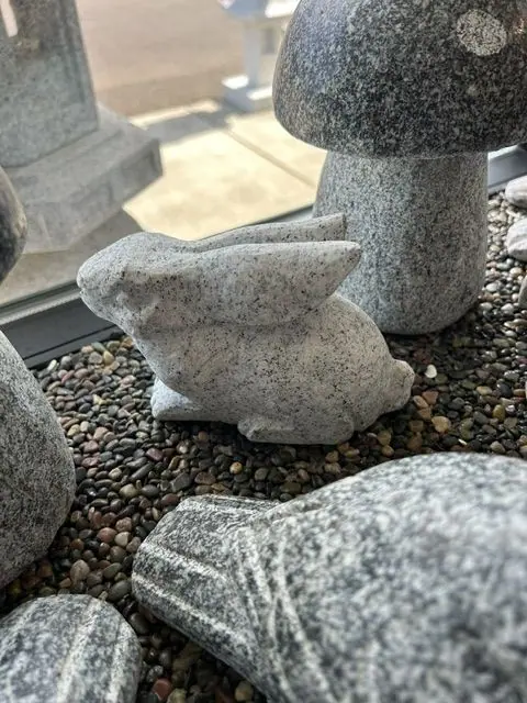 Rabbit