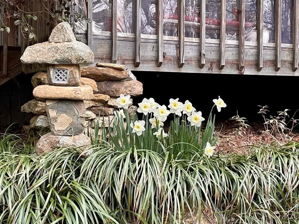 Rochelle Moser garden