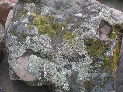 Windswept boulder